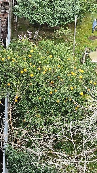 "Золотая вилла Бугенвиллия" гостевой дом, Гагра Фото: 6 из 38