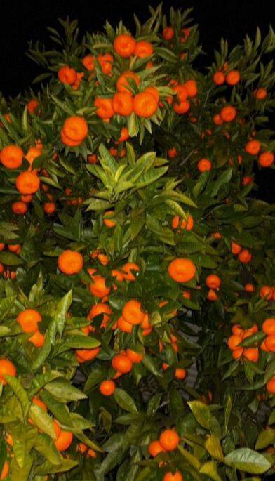 "Мишутка" частный сектор, Новый Афон Фото: 9 из 53