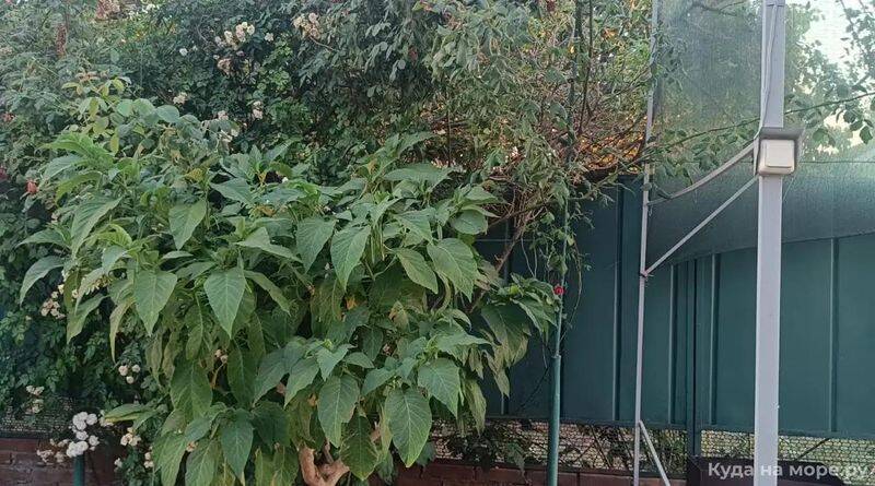 "Людмила" гостевой дом, Кучугуры Фото: 10 из 28