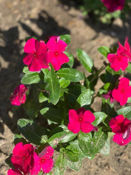 "Лидия" гостевой дом, Темрюк Фото: 14 из 36