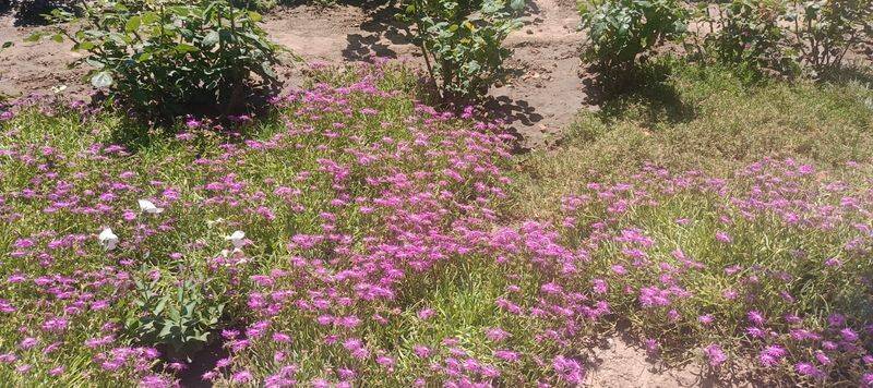 "Людмила" гостевой дом, Кучугуры Фото: 7 из 28