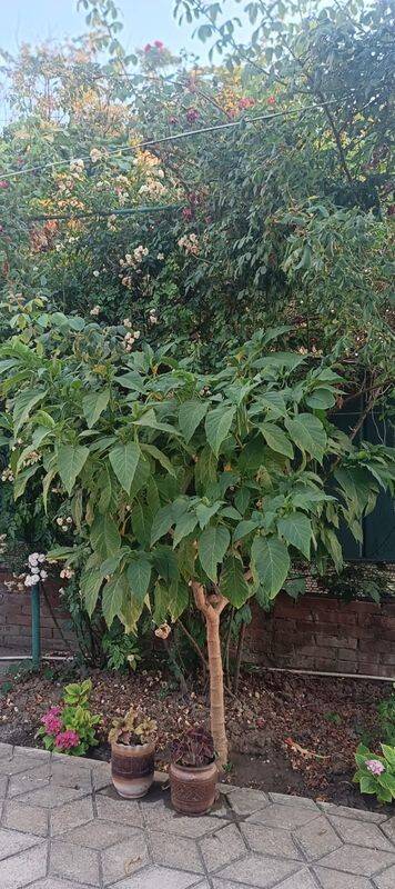 "Людмила" гостевой дом, Кучугуры Фото: 8 из 28