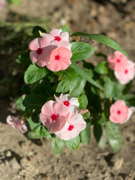 "Лидия" гостевой дом, Темрюк Фото: 12 из 36