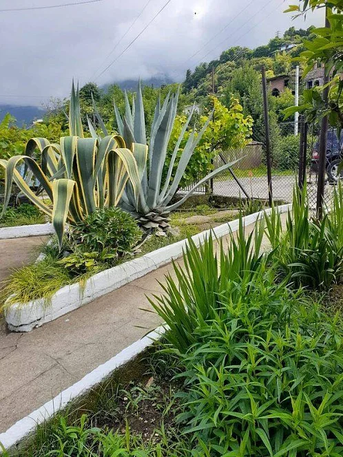 Частный сектор Генерала Дбар 62, Гагра Фото: 2 из 31