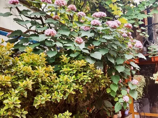 "Карина" гостевой дом, Адлер Фото: 19 из 51