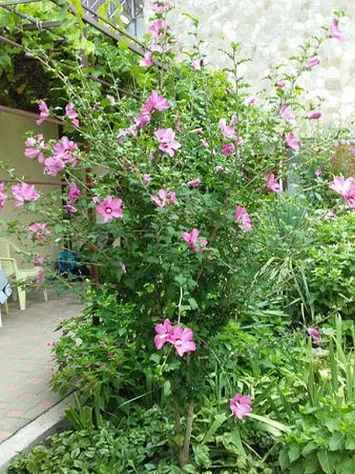 Частный сектор ул. Тельмана, Геленджик Фото: 6 из 36