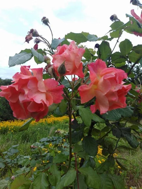 "У Гагарина" частный сектор, Пицунда Фото: 34 из 40