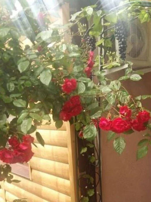 "На Мирной" частный сектор, Лазаревское Фото: 36 из 45