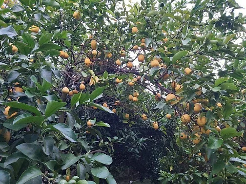 "У Роберта" частный сектор, Лдзаа Фото: 9 из 26