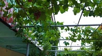 "Фламинго" гостевой комплекс, Урзуф