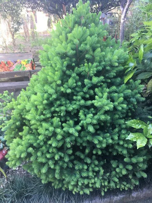 "У Камо" гостевой дом, Гечрипш Фото: 3 из 4