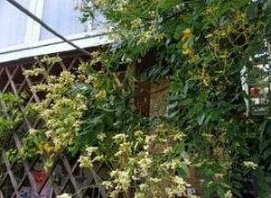 "На Халтурина 4" гостевой дом Геленджик