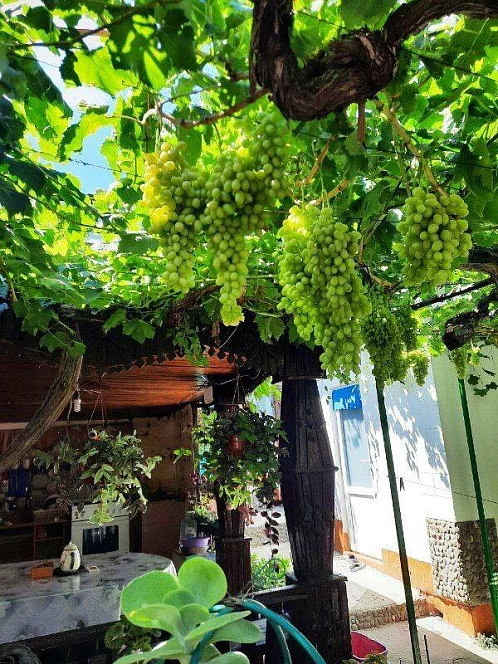 "Дома у Лилии" частное домовладение, Морское Фото: 28 из 50