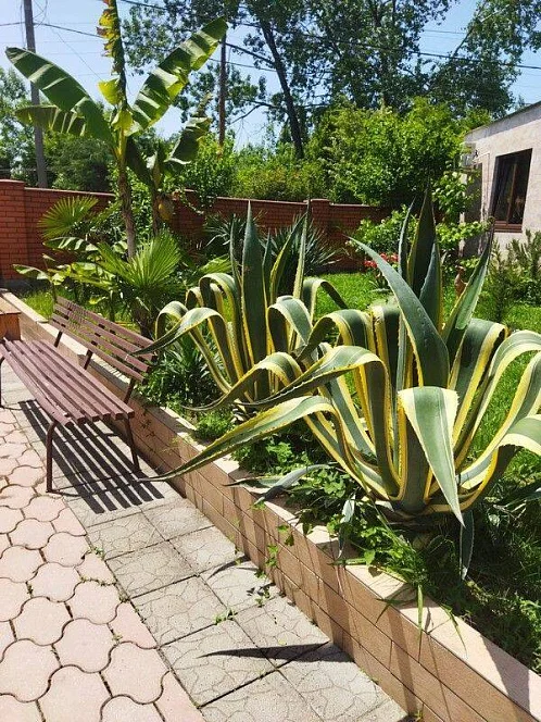 "Золотая рыбка" гостевой дом, Лдзаа Фото: 11 из 50