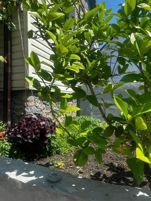 Частный сектор ул. Победы, Лазаревское Фото: 57 из 60