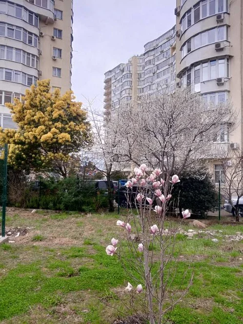 1-комнатная квартира Тормахова 2/1, Лазаревское Фото: 6 из 26