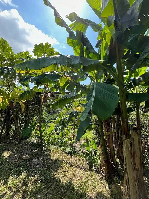 "Летний Рай" частный сектор, Лдзаа Фото: 9 из 50