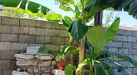 "У Асиды" дом под-ключ, Гудаута