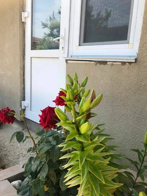 Частный сектор Черноморская 8, Штормовое Фото: 2 из 34