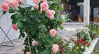 "Livia" гостевой дом, Алахадзы