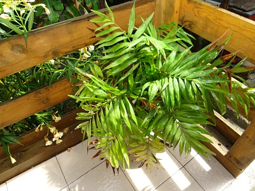 "На Паустовского" частный сектор, Симеиз Фото: 29 из 51