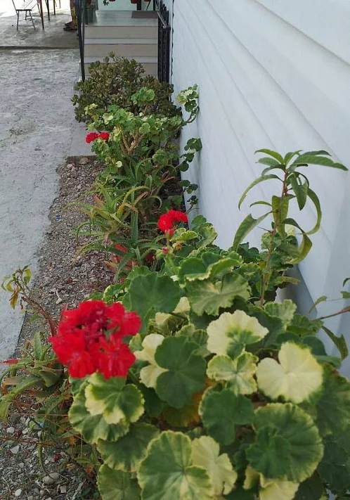 "Алые паруса" гостевой дом, Новый Афон Фото: 11 из 34