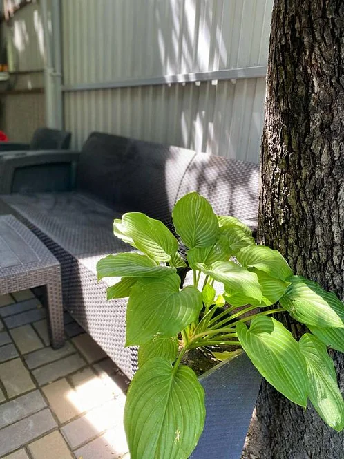 Частный сектор Маячная 37, Геленджик Фото: 5 из 42