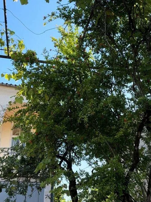 "Амра" этаж под-ключ, Сухум Фото: 8 из 22