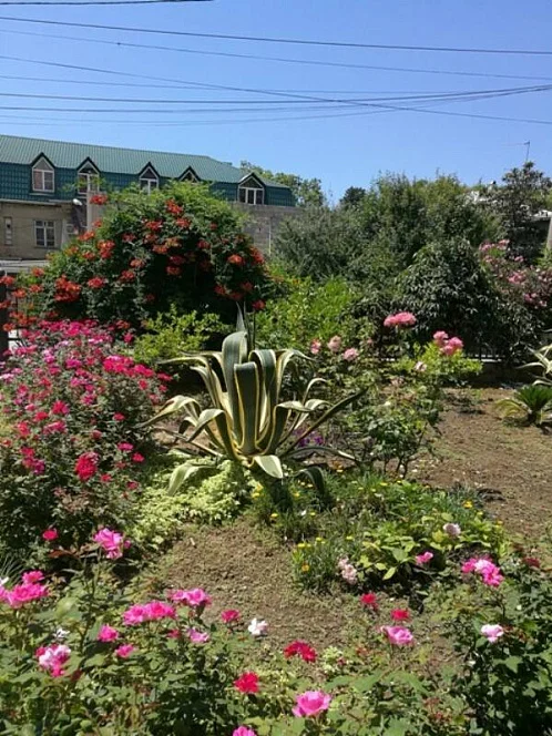 "Villa Roza" гостевой дом, Гагра Фото: 4 из 25