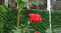 "Велиза" гостевой дом, Солнечногорское