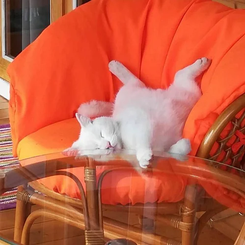 "Рыжий лев" дом под-ключ, Заозерное Фото: 11 из 19