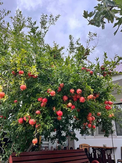 "Гранатовый рай" дом под-ключ, Кабардинка Фото: 8 из 19