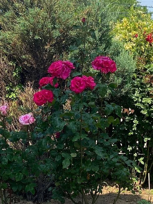 Дом под-ключ Восточная 4, Кучугуры Фото: 9 из 36