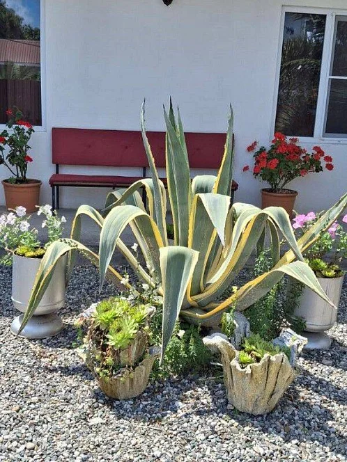 "У Оганеса" гостевой дом, Алахадзы Фото: 5 из 39