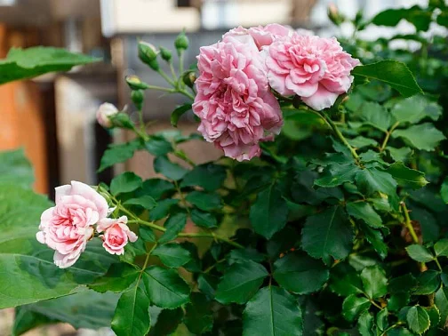 "Рада" гостевой дом, Кабардинка Фото: 16 из 46