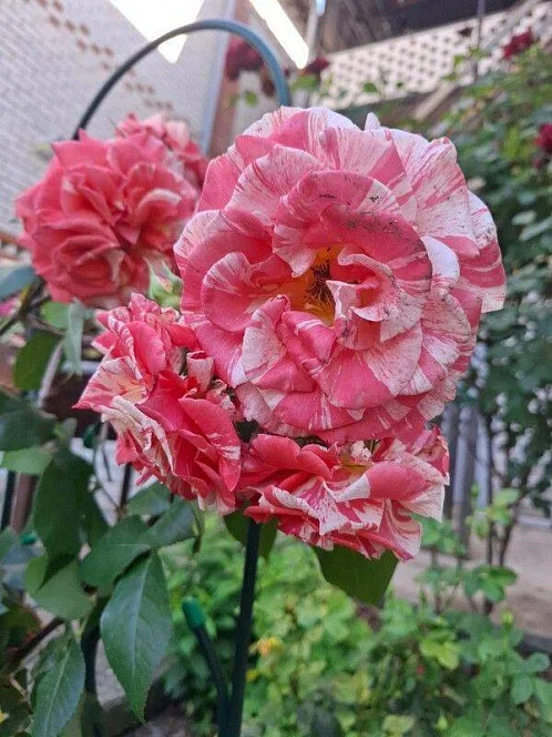 "Отдых у Светланы" частный сектор, Геленджик Фото: 37 из 38