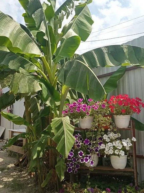 "Людмила" гостевой дом, Ольгинка Фото: 9 из 41