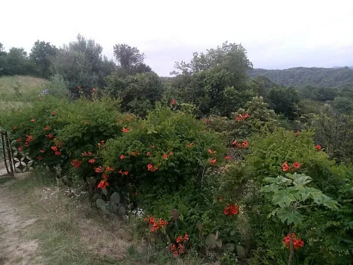 "У Гагарина" частный сектор, Пицунда Фото: 30 из 40