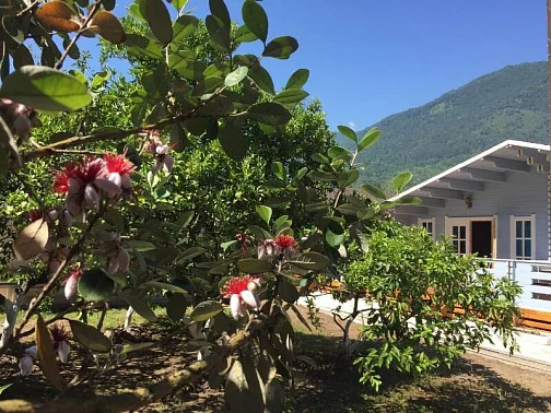 "Эко-домики" база отдыха, Гагра Фото: 16 из 32