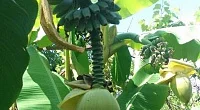 "У Юли" частный сектор, Гудаута