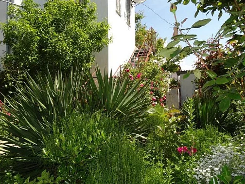 "Нектарин" частный сектор, Саки Фото: 3 из 33