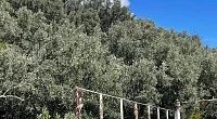 "Бригантина" гостевой дом, Мисхор