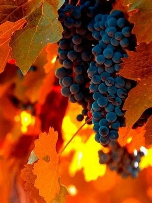 "Панорама" гостевой дом, Дивноморское Фото: 20 из 51