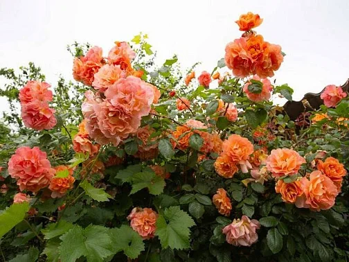 Гостевой дом Тенистая 20, Геленджик Фото: 9 из 51