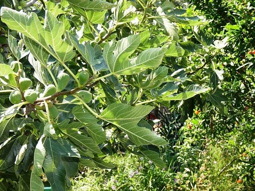 Частный сектор ул. Курортная, Голубицкая Фото: 16 из 44