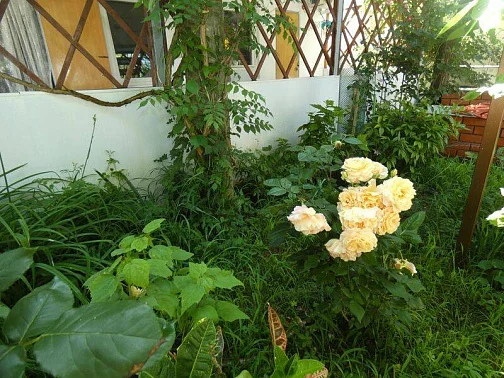 "Гостевые Домики У Светланы Зеленый Дворик" частный сектор, Сукко Фото: 10 из 34