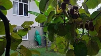 "У Светланы" частный сектор, Пицунда
