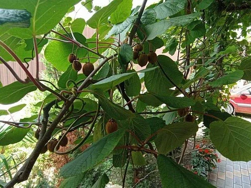 "Людмила" гостевой дом, Ольгинка Фото: 10 из 41