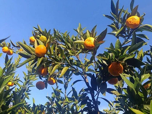 "У Вадима" гостевой дом, Агудзера Фото: 9 из 23