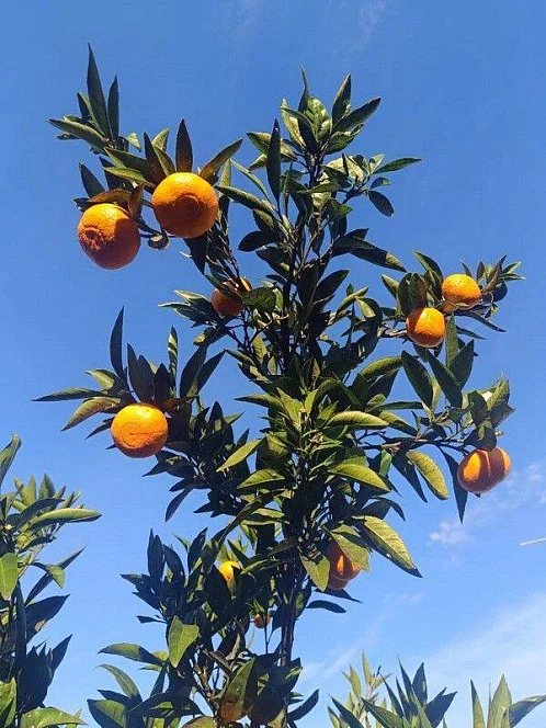 "У Вадима" гостевой дом, Агудзера Фото: 7 из 23